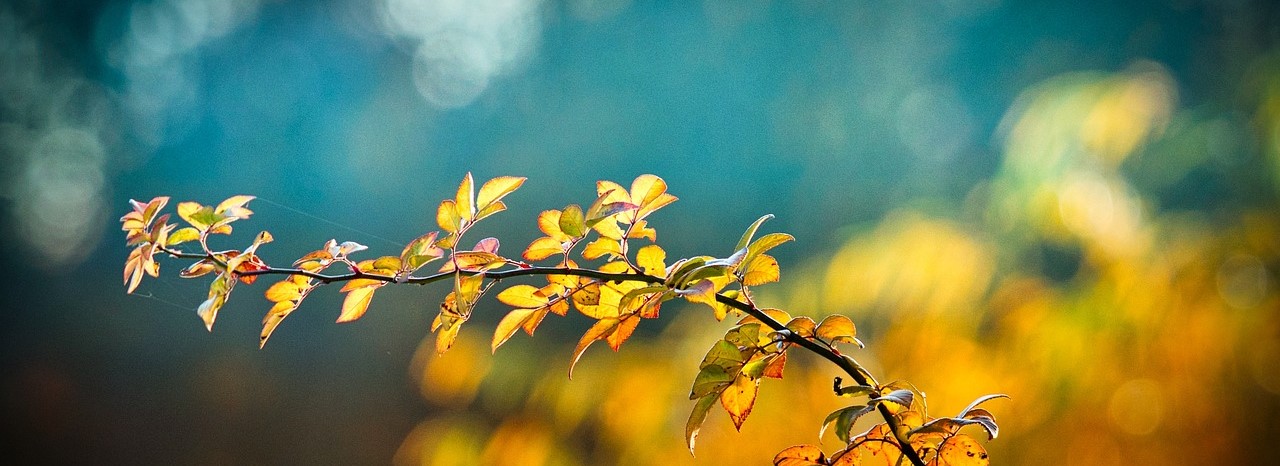 Zweig mit jungen Blättern — Jahresprogramm von Frühchen & Neokinder Schweiz