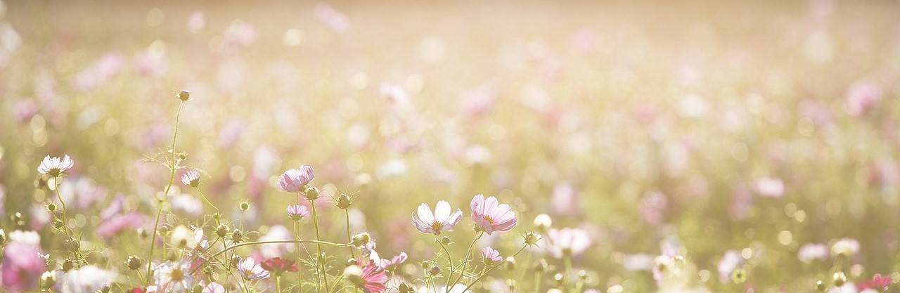 Kosmosblumen in warmem Licht