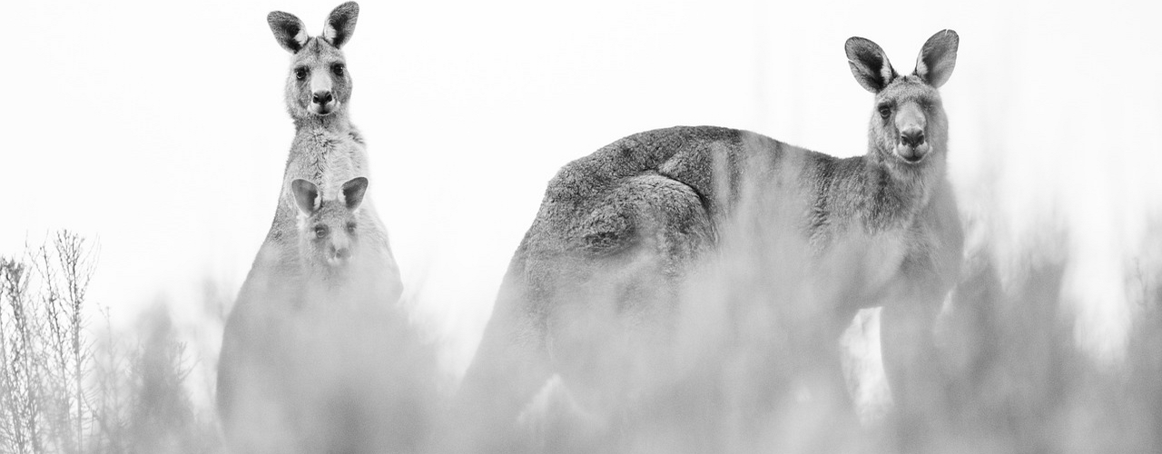 Känguru-Pflege